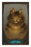 Coy Cat