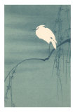 Ibis Perched on Branch