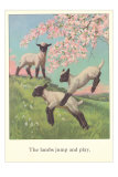 Lambs Jump and Play