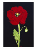Buy Red Poppy at AllPosters.com