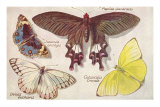 Varieties of Butterfly