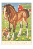 Colt with Puppy