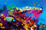Buy Fish and Coral at AllPosters.com
