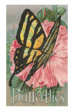 Yellow Swallowtail on Hollyhocks
