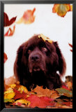 Dog in Leaves