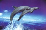 Buy Dolphins - Leap at AllPosters.com