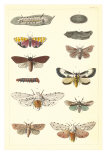 Varieties of Moth