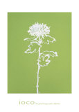 A Chrysanthemum I