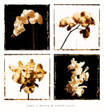 Buy Orchid Suite at AllPosters.com