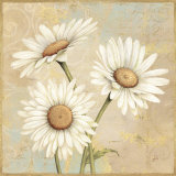 Beautiful Daisies I