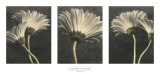 Buy Five Daisy at AllPosters.com
