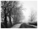 Buy Misty Tree, Lined Road at AllPosters.com