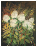 Buy Hydrangeas and Ferns at AllPosters.com