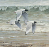 Buy Au Fil de l'Eau II at AllPosters.com