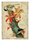 Chicadee