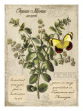 Buy Marjoram at AllPosters.com