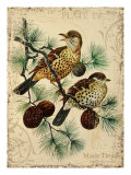 Thrush