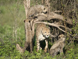 Cheetah Cubs Climbing a Tree, Ndutu, Ngorongoro, Tanzania