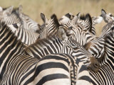 Burchell's Zebras in a Forest, Tarangire National Park, Tanzania