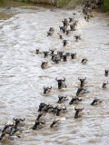 Buy Wildebeests Crossing a River, Mara River, Masai Mara National Reserve, Kenya at AllPosters.com