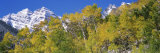 Forest with Snowcapped Mountains in Background, Maroon Bells, Aspen, Pitkin County, Colorado, USA