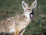 Buy Close-Up of a Golden Jackal, Ndutu, Ngorongoro, Tanzania at AllPosters.com