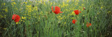 Poppies Blooming in Oilseed Rape Field, Baden-Wurttemberg, Germany