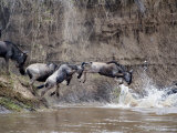 Buy Wildebeests Crossing a River, Mara River, Masai Mara National Reserve, Kenya at AllPosters.com