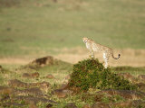 Cheetah in a Forest, Masai Mara National Reserve, Rift Valley Province, Kenya