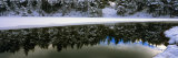 Reflection of Fir Trees in a Lake, French Riviera, Provence-Alpes-Cote D'Azur, France