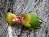 Close-Up of a Pair of Lovebirds, Ndutu, Ngorongoro, Tanzania