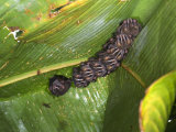 Buy Close-Up of a Group of Tent-Making Bats Resting under a Banana Leaf, Costa Rica at AllPosters.com