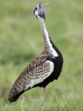Black-Bellied Bustard Calling in a Field, Ngorongoro Crater, Ngorongoro, Tanzania