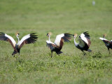 Grey Crowned Cranes in a Field, Ngorongoro Crater, Ngorongoro, Tanzania
