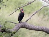 Ground Hornbill Perching on a Branch, Tarangire National Park, Tanzania