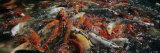 Buy Koi Carps in a Pond, Deshaies, Guadeloupe at AllPosters.com