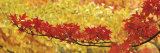 Red and Yellow Autumnal Leaves