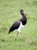 Abdim's Stork in a Field, Ngorongoro Crater, Ngorongoro, Tanzania