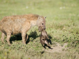 Close-Up of a Hyena Holding its Cub Near a Den, Ndutu, Ngorongoro, Tanzania