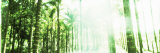Buy Palm Trees in a Forest, Arenal Region, Costa Rica at AllPosters.com