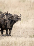 Cape Buffaloes in a Forest, Serengeti, Tanzania
