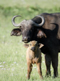 Cape Buffalo with its Calf in a Field, Lake Nakuru National Park, Kenya