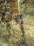 Grapes Growing in a Vineyard, Barbaresco Docg, Piedmont, Italy
