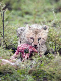 Cheetah Cub Eating a Dead Animal, Ndutu, Ngorongoro, Tanzania
