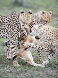 Cheetah Cubs Eating a Dead Thomson's Gazelle, Ndutu, Ngorongoro, Tanzania