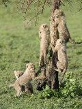 Cheetah Cubs Climbing a Tree, Ndutu, Ngorongoro, Tanzania