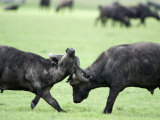 Cape Buffalo Bulls Sparring, Ngorongoro Crater, Ngorongoro, Tanzania