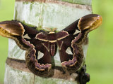 Close-Up of a Moth on a Tree Trunk, Costa Rica