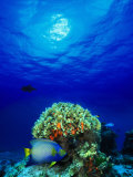 Queen Angelfish and Blue Chromis with Black Durgon in the Sea