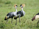 Grey Crowned Cranes in a Field, Ngorongoro Crater, Ngorongoro, Tanzania